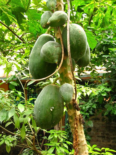 File:Papaya Tree by Piyal Kundu.JPG - 维基百科，自由的百科全书