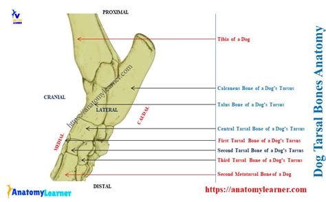 Dog Tarsal Bones - Canine Tarsus Anatomy with Diagram » AnatomyLearner ...