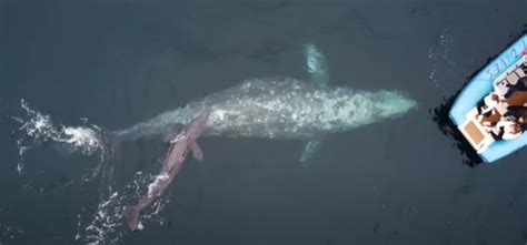 Whale Gives Birth In Front Of Tour Boat