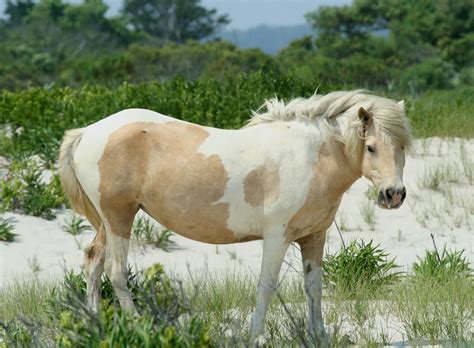 File:Wild Pony at Assateague.jpg - Wikimedia Commons