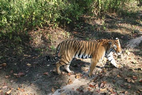 Tiger Safari India (New Delhi) - 2020 All You Need to Know BEFORE You Go (with Photos) - Tripadvisor