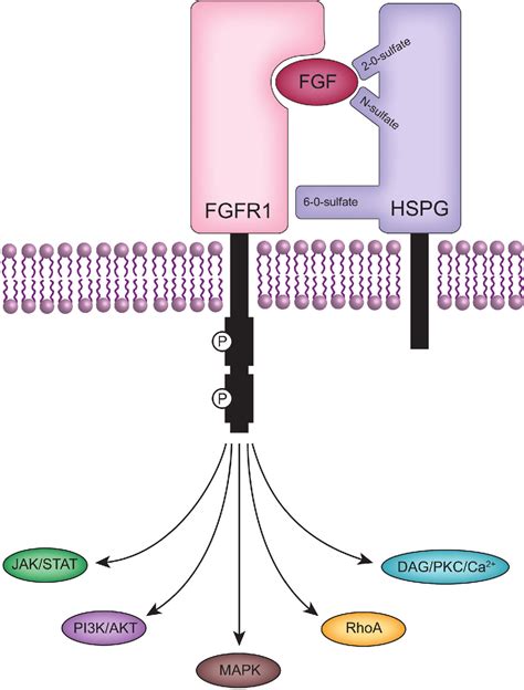 Figure 2 from Heparan sulfate signaling in cancer. | Semantic Scholar