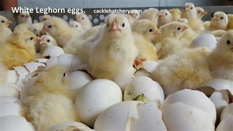 White Leghorn Fertile Hatching Eggs for Sale - Fresh/Fertile Eggs | Cackle Hatchery