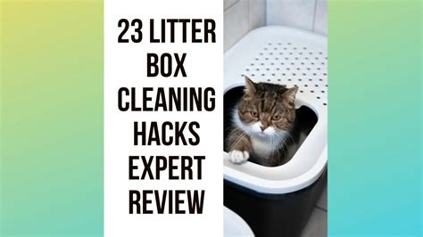 23 Cat Litter Box Cleaning Hacks - Traveling With Your Cat