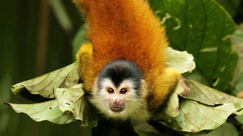 Where to See Monkeys in Costa Rica | Special Places of Costa Rica