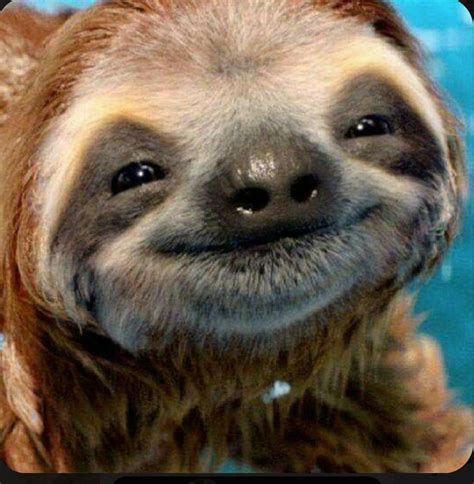 Adorable sloth | Animali spaventosi, Animali, Umorismo sugli animali ...