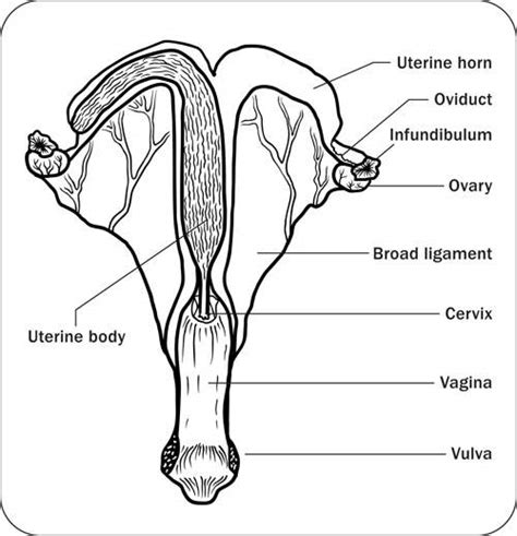 Male Horse Reproductive System Diagram