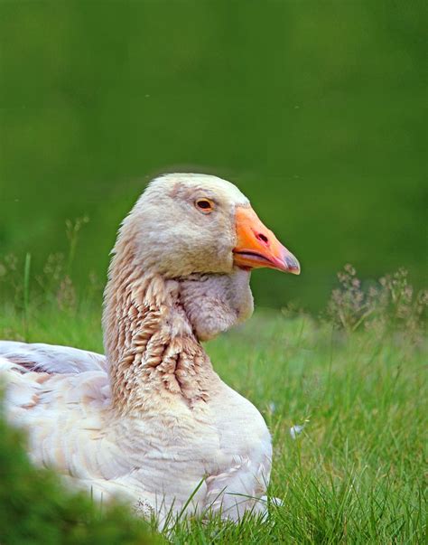 Wildlife photography of a white duck from the Public Gardens in Halifax, Nova Scotia Canada ...