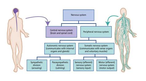 The Autonomic Nervous System Explained | Natalia Rachel