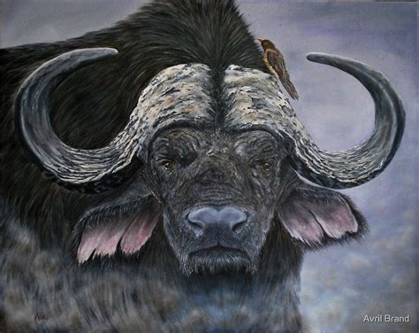 ""Danger in the Dust" - Cape Buffalo oil painting" by Avril Brand | Redbubble