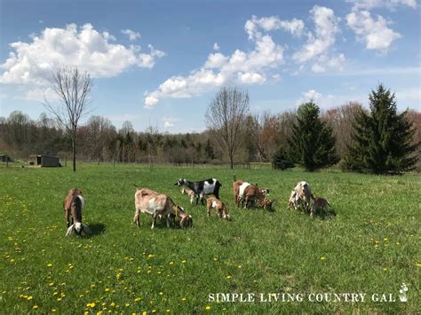 Best Animals for 1 Acre Homestead | Simple Living Country Gal