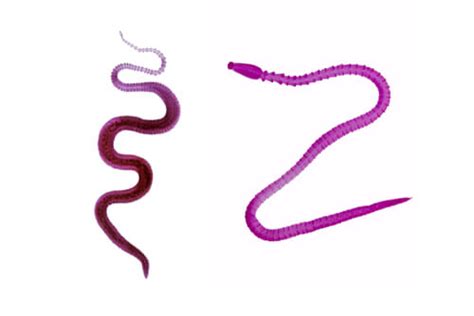 Ribbon Worm - Facts and Beyond | Biology Dictionary