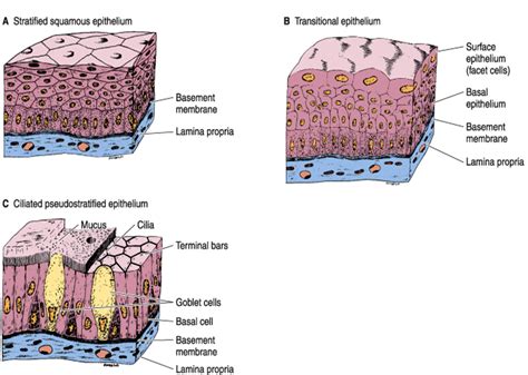 Epithelium Definition Characteristics Cell Structures - vrogue.co