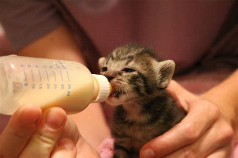 You've Been Bottle Feeding Your Kitten Wrong - I'm A Useless Info Junkie