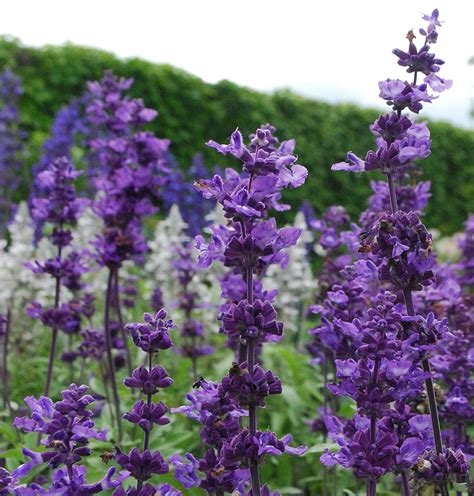 sage plant with purple flowers | Flowers perennials, Purple flowering ...