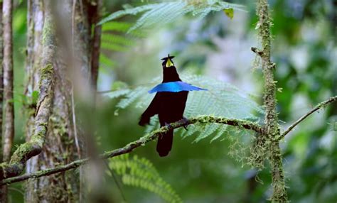 The Superb Bird-of-Paradise: An Eccentric Avian Dancer