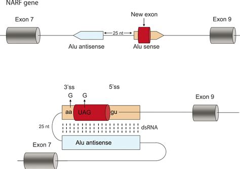 The birth of new exons: Mechanisms and evolutionary consequences