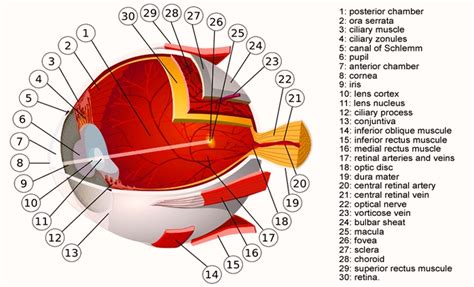 human eye muscles diagram | Anatomy System - Human Body Anatomy diagram and chart images