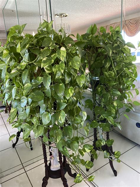 Pothos Plant Ideas - markanthonystudios.net