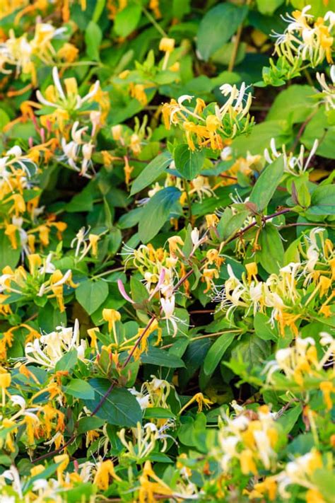 How to Plant Honeysuckle in Your Garden (Tricks to Care!)