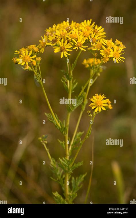 Hoary ragwort, Senecio erucifolius, on limestone grassland Dorset Stock Photo - Alamy