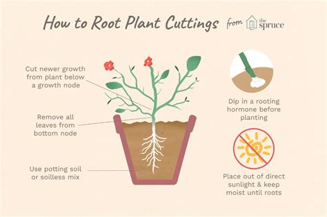 How to Propagate Plants Using Stem Cuttings | Propagating plants ...