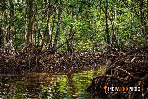 Mangrove Forest Swamp At Baratang Island Andaman | India Stock Photo