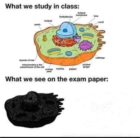 Funny Biology Meme