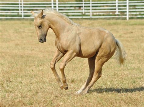 palomino quarter horse foal bucking | Horses - Foals | Pinterest ...