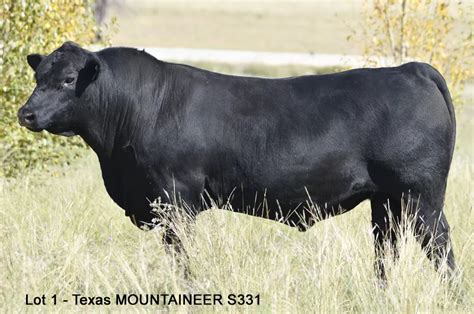 Sale Bull Photos taken Apr/May - TEXAS ANGUS