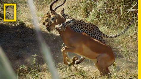 Leopard Hunts an Impala | Savage Kingdom - YouTube