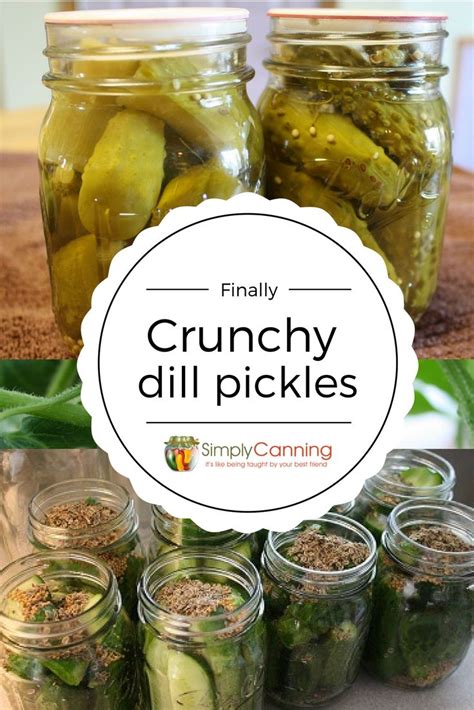 Dill Pickle Recipe Finally, I'm Getting the Crunch! Pickling recipes