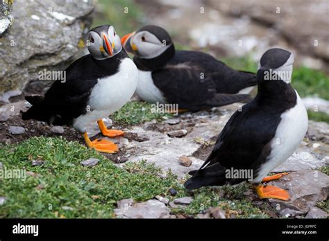 Atlantic Puffins, Skellig Michael, County Kerry, Ireland Stock Photo - Alamy