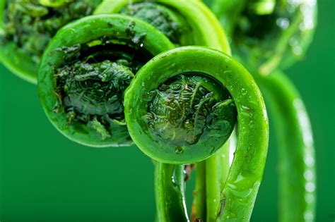 All About Fiddlehead Ferns (Matteuccia Species)