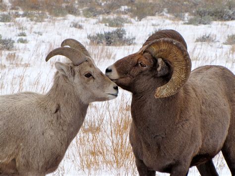 Animales en peligro de extinción: Borrego Cimarrón