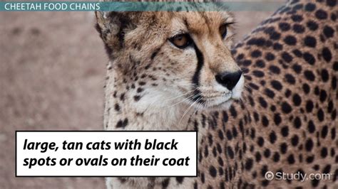 Cheetahs in the Food Chain | Definition, Components & Importance - Lesson | Study.com