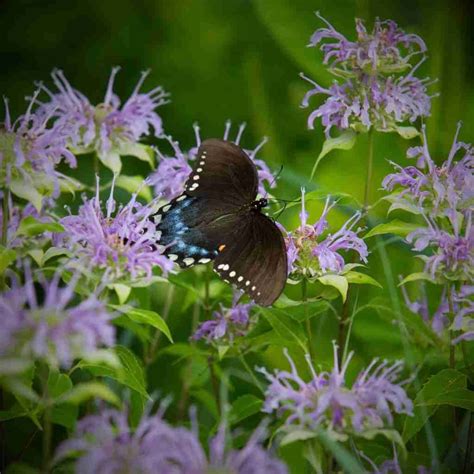 Unlocking The Magic Of Wild Bergamot: Identifying, Uses, And Attracting Pollinators - The ...