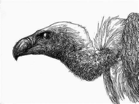 A vulture drawing. : r/drawing