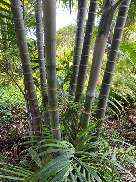 Cabada Palm, Exotic and Rare – Eureka Farms