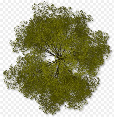 Tree Plan Png File - Tree Clipart Free