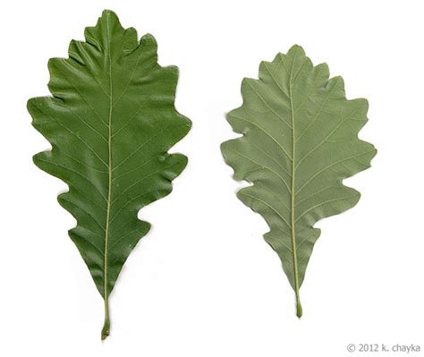 Quercus bicolor (Swamp White Oak): Minnesota Wildflowers