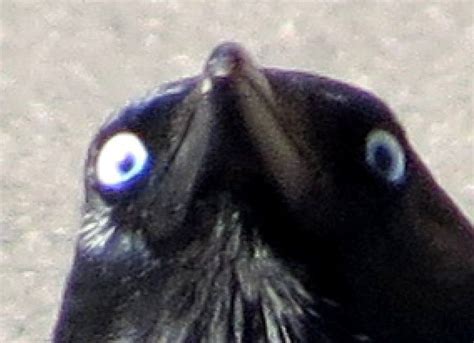 So I took this picture of a crow yesterday. : r/funny