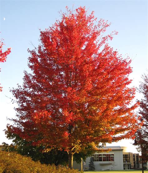 Acer saccharinum (silver maple tree in fall colors) (Newar… | Flickr