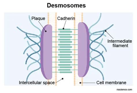 Desmosomes