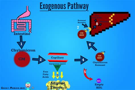 Cholesterol Metabolism | Physiology | Geeky Medics