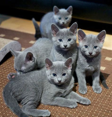 Captcha | Beautiful cats, Pretty cats, Russian blue kitten