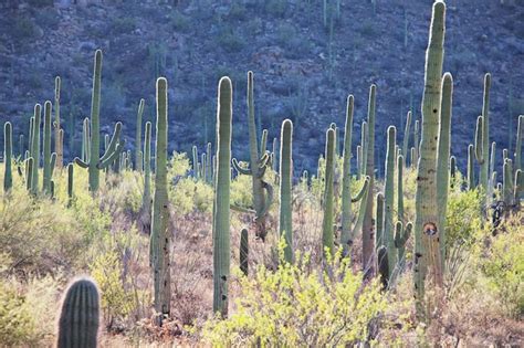 Premium Photo | Saguaro national park