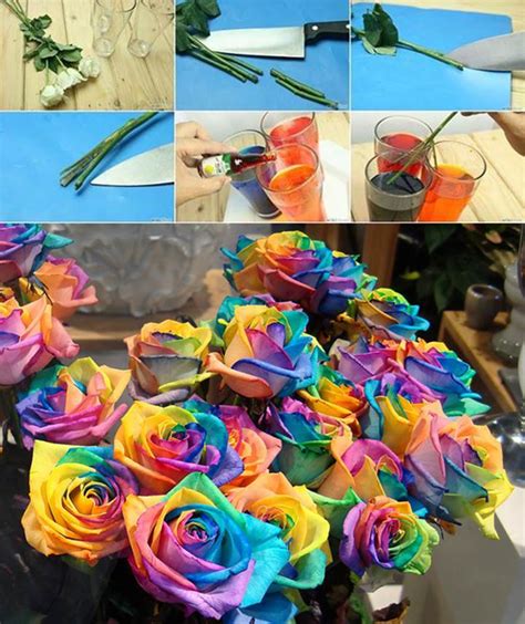 DIY Real Rainbow Roses