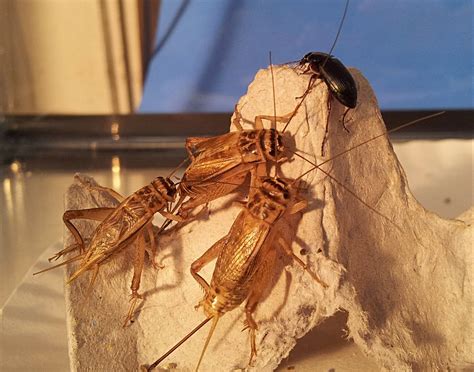 Three Feeder Crickets and a Beetle Macro taken with a Sams… | Flickr