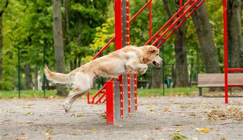 Premium Photo | Golden retriever dog exercising